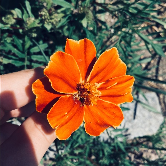 emlinartas